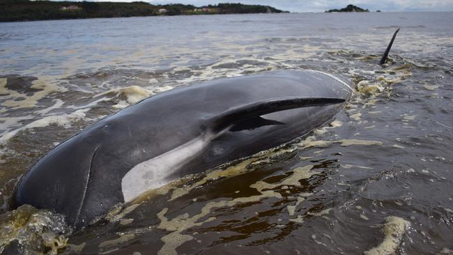 A whale lays on a beach in Macquarie Harbour on the rugged west coast of Tasmania on September 25, 2020, as Australian rescuers were forced to begin euthanising some surviving whales from a mass stranding that has already killed 380 members of the giant pod. (Photo by Mell CHUN / AFP)