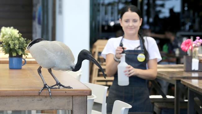 Ibis are terrorising patrons at a strip of shops at Surfers Paradise. Waitress Kristi McGrail from the Surfers Paradise Beach Cafe chasing one away. Picture: Mike Batterham