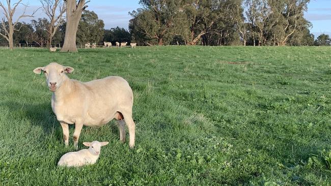 Balmattum Australian White Sheep Stud at Balmattum, Victoria. Picture: Kristen Davey