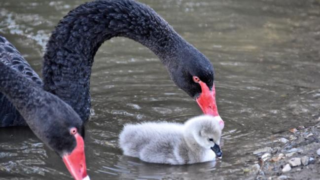 Mother and father with new baby swan at Black Swan Lake