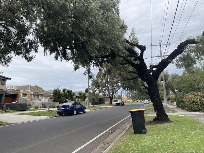 Residents say they are too scared to drive past the Anderson Rd on windy days because of the trees. Picture: Himangi Singh