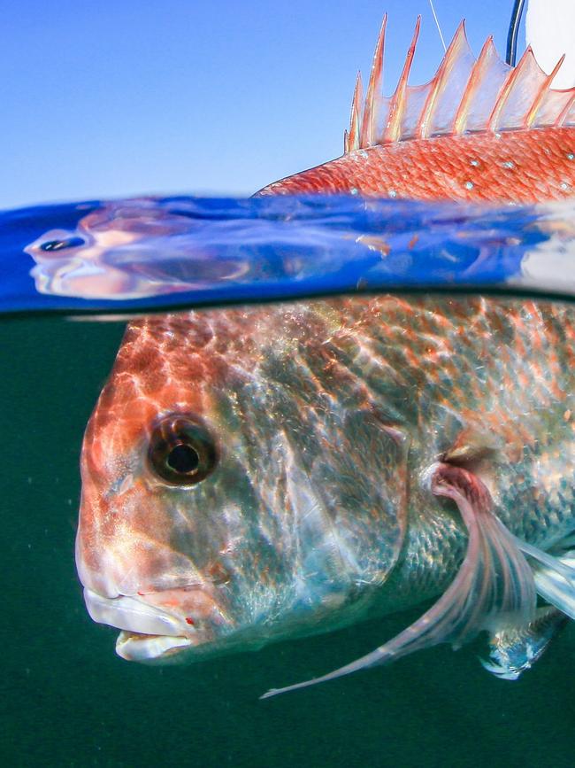 Snapper stocks have been hit. Picture: Supplied