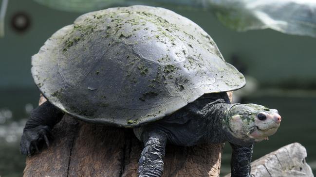 Irwin's Turtle at a hatchery near Imbil. The Irwin's Turtle was discovered by Steve and Bob Irwin.