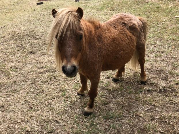 Michael the pony when he lived at Storybook Farm in Canungra. A Gold Coast resident, who did not want to be identified, said they were shocked when they saw a pony in a photo released by the RSPCA that they believed to be Michael. Picture: Supplied.