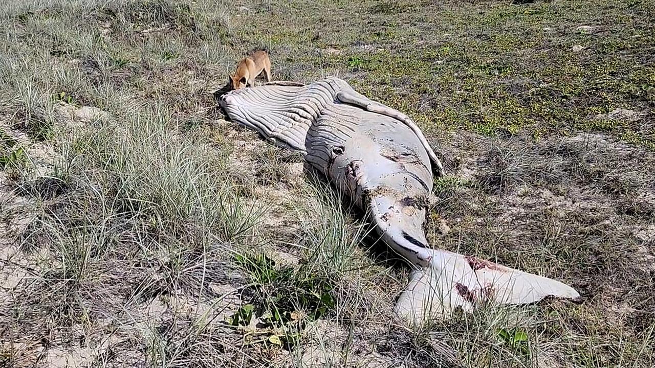 A dingo eats one of two humpback whale calves found dead on K'Gari on Saturday morning.