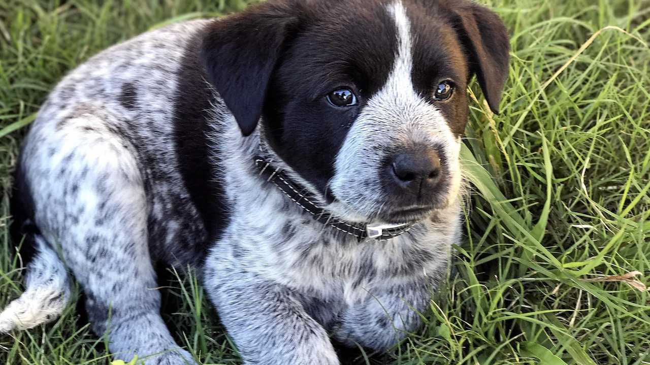 Petstock store $10 microchipping