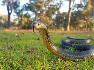 TOP DOG: A North Burnett dog has taken on an Eastern Brown snake. Picture: Samuel Hunt