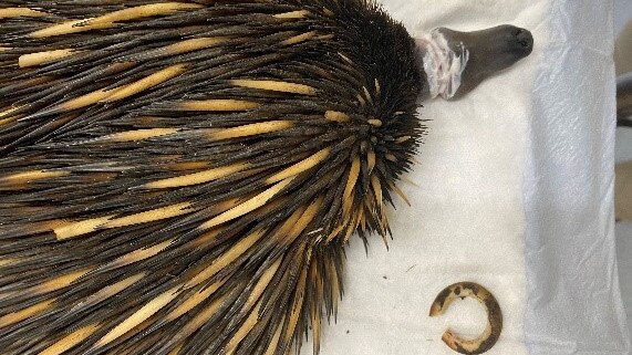 PRICKLY PATIENT: Vets saved an echidna who got herself in a sticky situation.