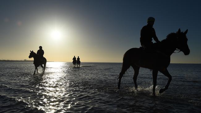 Ben Cadden riding Winx, right, through the water at Altona Beach during a recovery session this week