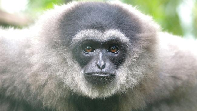 The silvery gibbon is native to Indonesia, and is considered an endangered species. Picture: Karen Payne