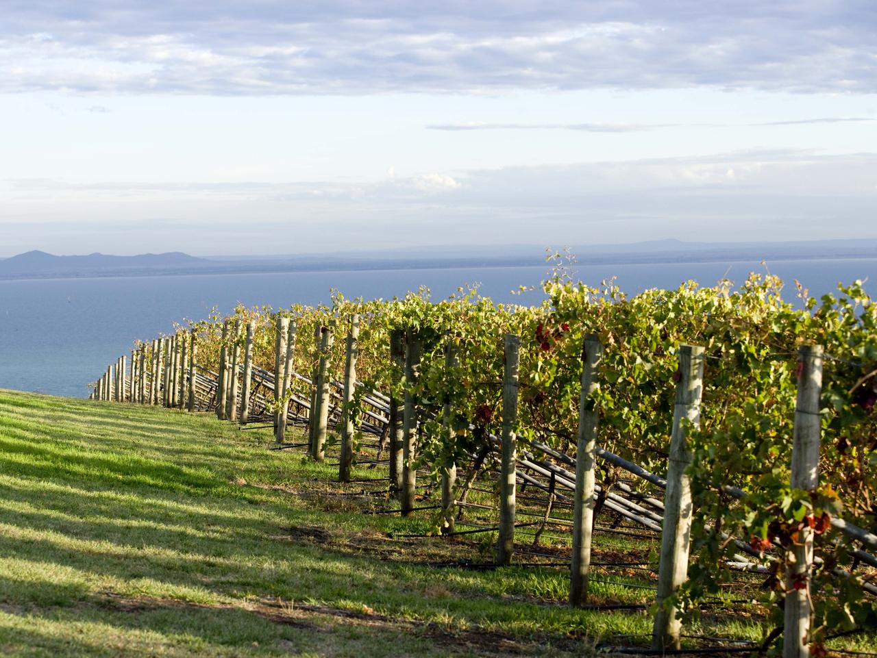 Bellarine vineyards. For Weekend Escape