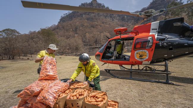 Almost 1000kg of sweet potatoes and carrots were sent to feed six different colonies of wallabies in NSW. Picture: NSW Environment Minister, Matt Kean