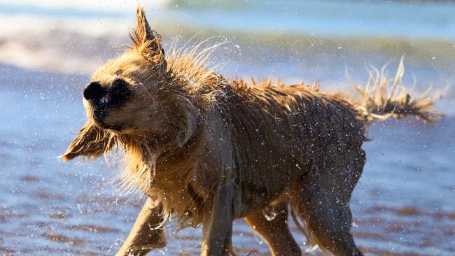 golden retriever shaking off water in the sunshine standing by the ocean