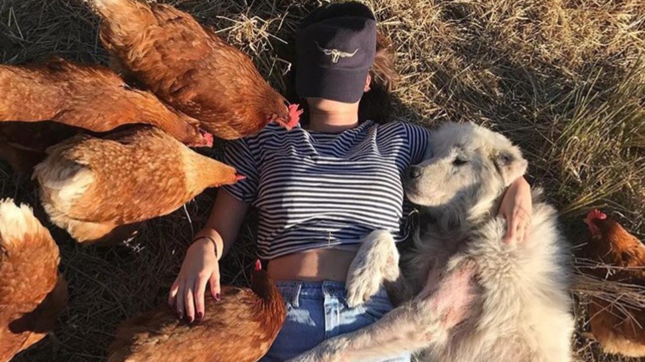 Time for a Day of Dogs 2018 nap