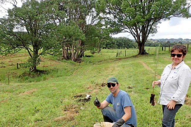 RESTORATION: Corndale farmer Jean Marc Furio and Lismore City Council Environmental Strategies Officer Angie Brace working on a restoration project as part of the Rural Landholder Initiative. Picture: Contributed