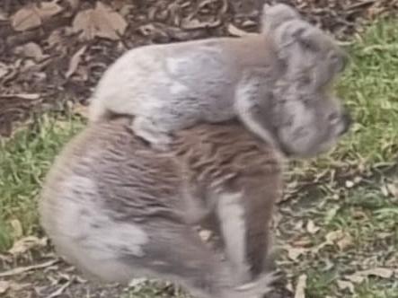 Koala fatalities are up in the Northern Rivers, with 30 car hits in the last month. A particular stretch of the Bruxner Highway is of major concern to Friends of the Koala.