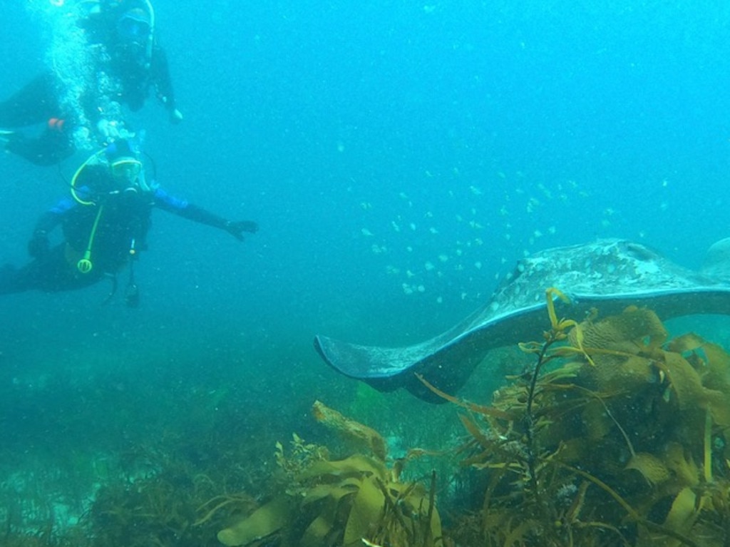 A smooth stingray. Picture: Simon Brooks