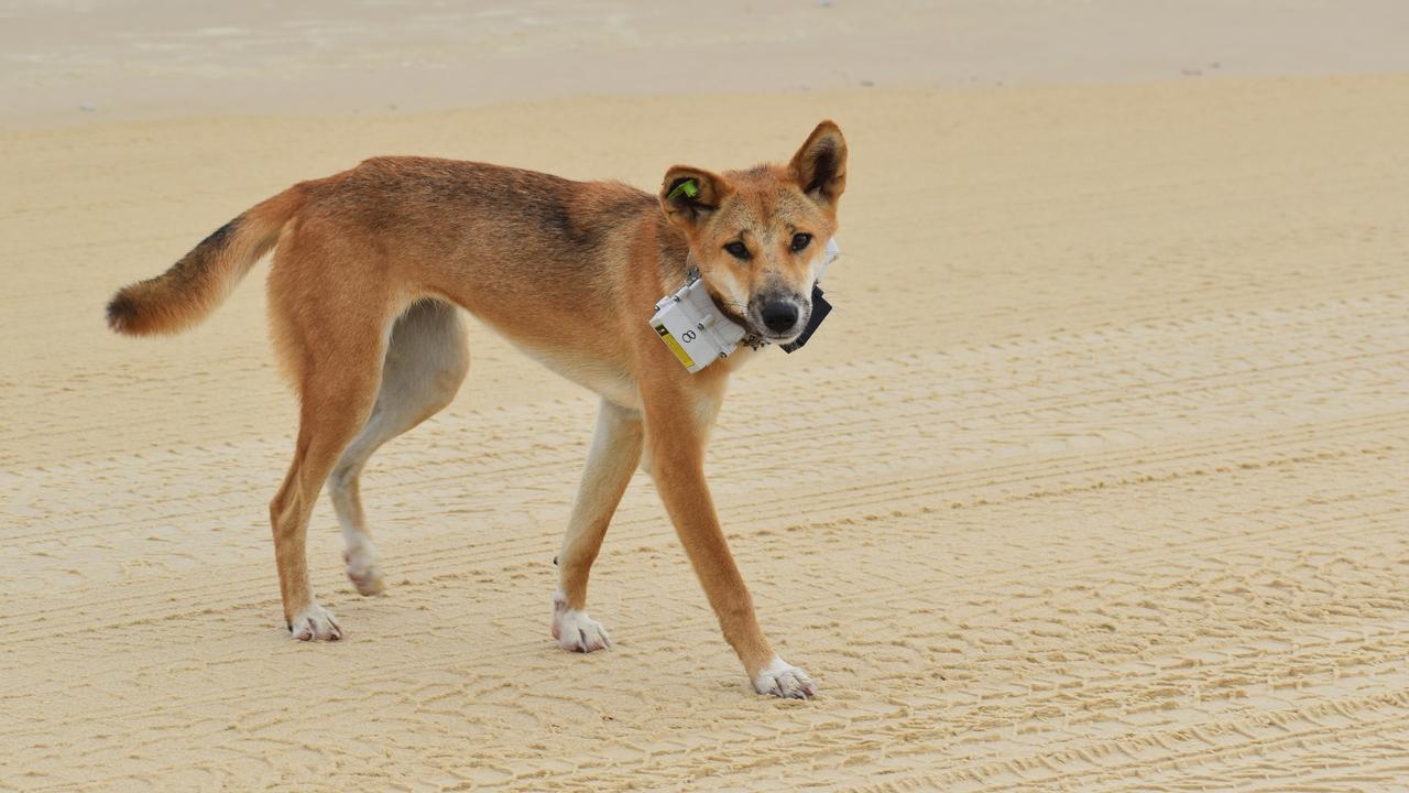 A high-risk dingo has been fitted with a GPS collar on K'gari.