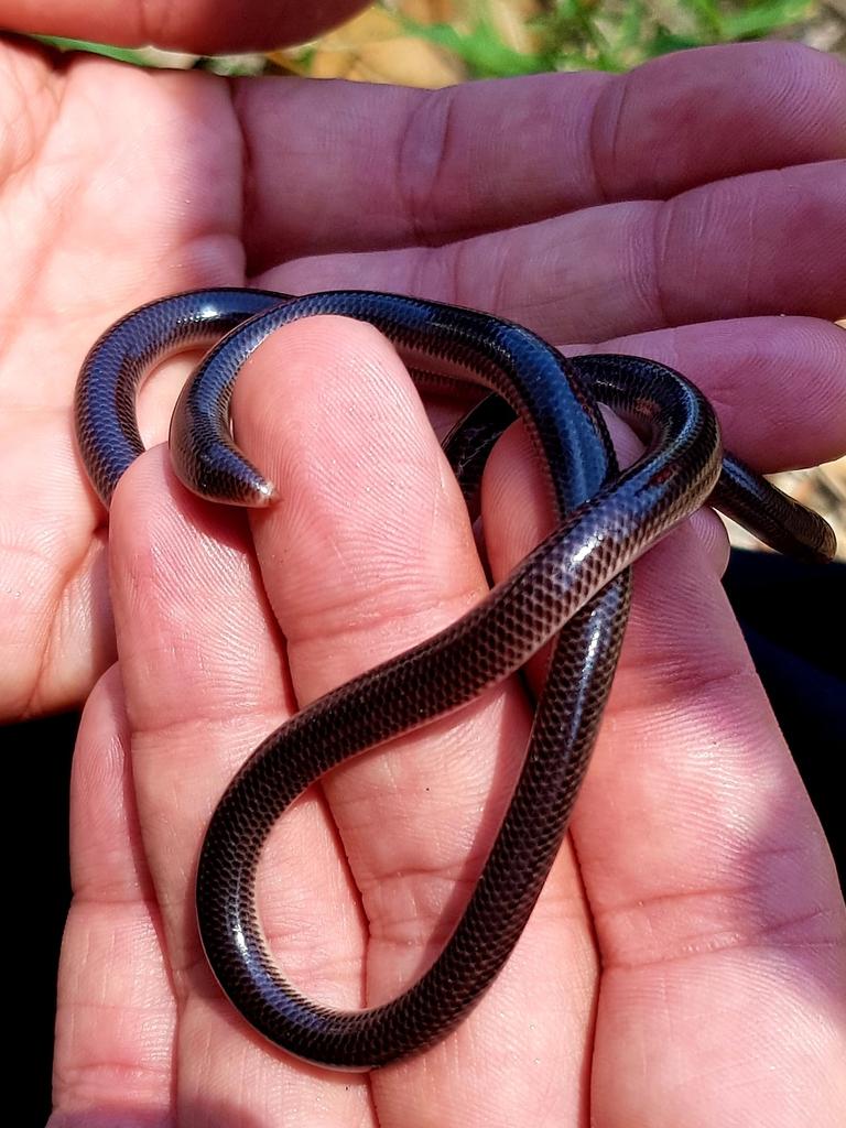 Blind snake from Main Beach. Gold Coast and Brisbane Snake Catcher Tony Harrison's best photos. Photo: Gold Coast and Brisbane Snake Catcher