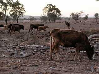 DROUGHT: A beast eats the little available grass in a paddock on the Southern Downs. Picture: Marian Faa