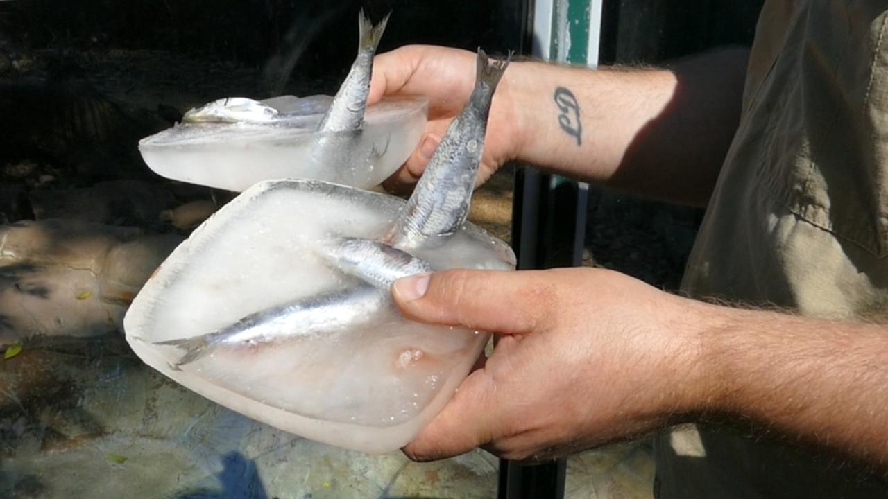 Picture: The otter’s frozen fish treat. Picture: Supplied.