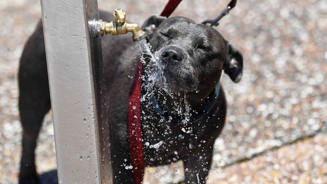 Ash the staffy enjoying a refreshing drink. Picture: Patrick Woods.