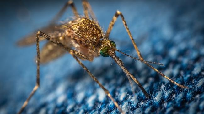 Mosquitoes can spread the virus to humans.