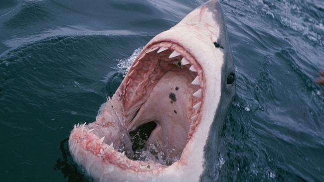 A great white shark flashes rows of teeth sharper than daggers. Underwater photographer David Doubilet who is displaying his work at the Sydney Opera House