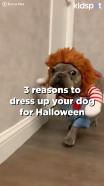 3 reasons to dress up your dog for Halloween