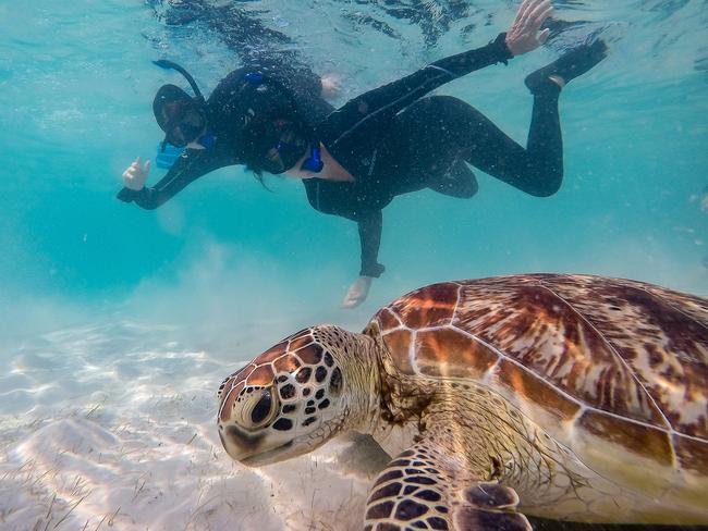 Supplied undated image obtained Thursday, December 28, 2017 of snorkelers with a green turtle at Casuarina Beach on Lizard Island, Queensland. Lizard Island is a premier destination for those seeking solace from lifeÃ¢â¬â¢s stresses without the hassle of planning a vacation. (AAP Image/Lizard Island, Kate Bennett) NO ARCHIVING, EDITORIAL USE ONLY