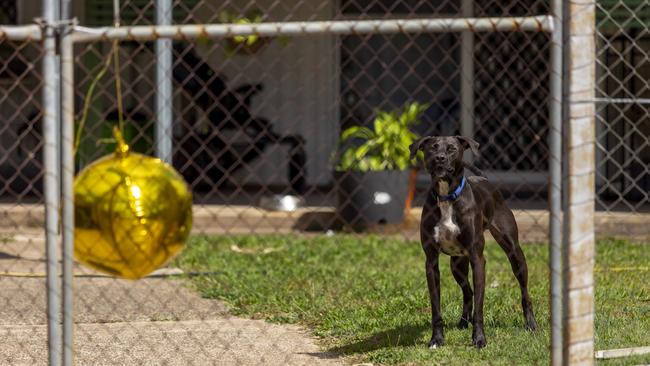 Darwin residents have been advised by authorities to take additional security measures into their own hands. Picture: Floss Adams.