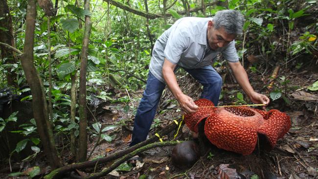 Joni Hartono takes measurements of the blooming Rafflesia Arnoldii flower at the Cagar Alam Palupuh forest, in Agam District, West Sumatra, Indonesia. Picture: Adi Prima