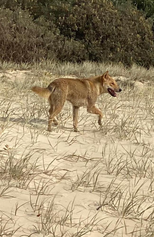 A family was about to leave Lake McKenzie when the father saw the dingo near the right-hand side of their car. FILE PHOTO