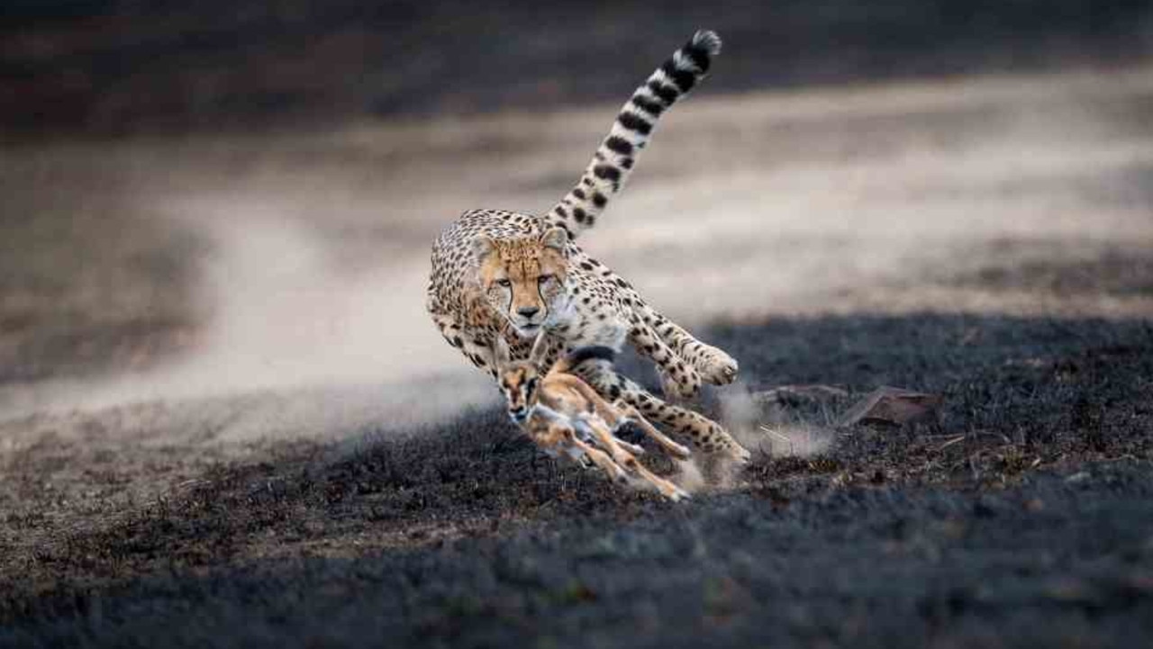 PIL2020 | NATURE | TOP 10 / Thomas Vijayan | Canada / Image title: An astonishing chase / Image description: I saw a cheetah started running towards the gazelle exactly the way I wanted and I was able to capture it running in between the black grass, with dust forming behind its legs creating a magical frame. But the end was more astonishing. The cheetah started playing with the gazelle fawn like its own cub and then after sometime let it free to its mother. Even the animals value the life of other animals. About the photographer: For past few years, nature photography has been a major part of my life. I love this and this is my passion, not my profession. The big cats have always been my favourites. I believe that the knowledge makes sense only when it’s shared. — TRIANGLE NEWS 0203 176 5581 // news@trianglenews.co.uk These are the stunning images that have scooped gongs at the Photo Is Light World Photography Contest. The awards attracted entries from 66 countries across the world broken into six categories; Landscape, Nature, Architecture, People, Fine Art and Photojournalism.