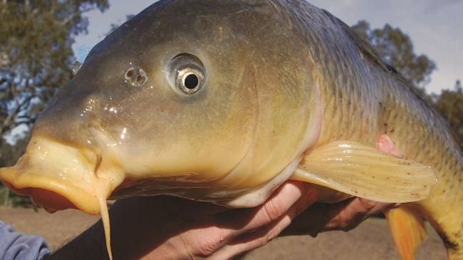 The pest of the Murray River could become an issue for local councils.