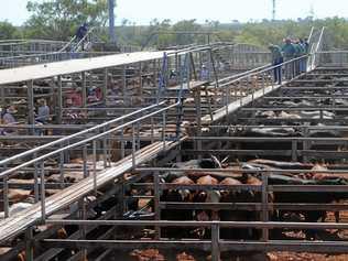 ON THE RISE: Recent rain in the state is driving demand for cattle. Picture: Derek Barry