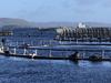 Huge amount of dead salmon removed from Macquarie Harbour