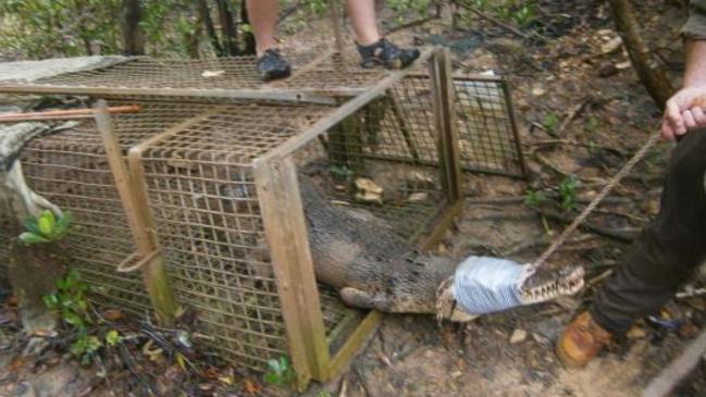 First crocodile of 2017 caught in Berry Springs | NT News