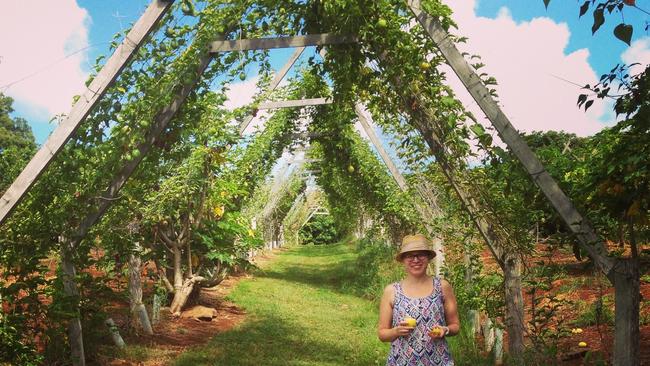 Donna Kramer picking passionfruit from the vine at Tropical Fruit World at Duranbah