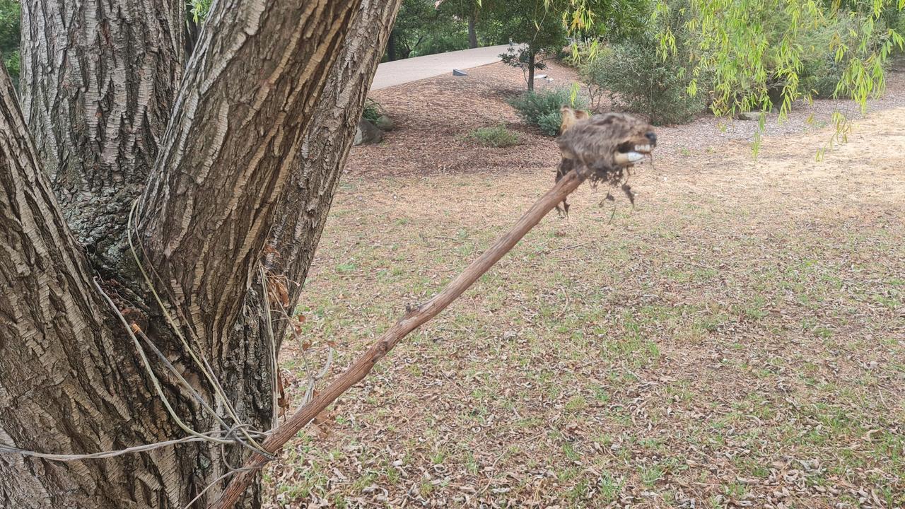 A walker made the 'barbaric' discovery of a decapitated wallaby head stuck to a spike and attached to a tree along the Hobart Rivulet. Photo: The Mercury