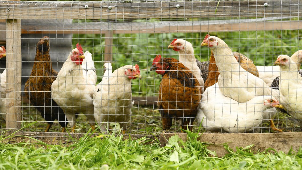 Calls to microchip backyard chooks