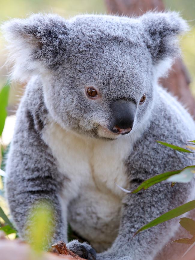 Ella enjoys some freshly picked eucalyptus leaves. Picture: Toby Zerna