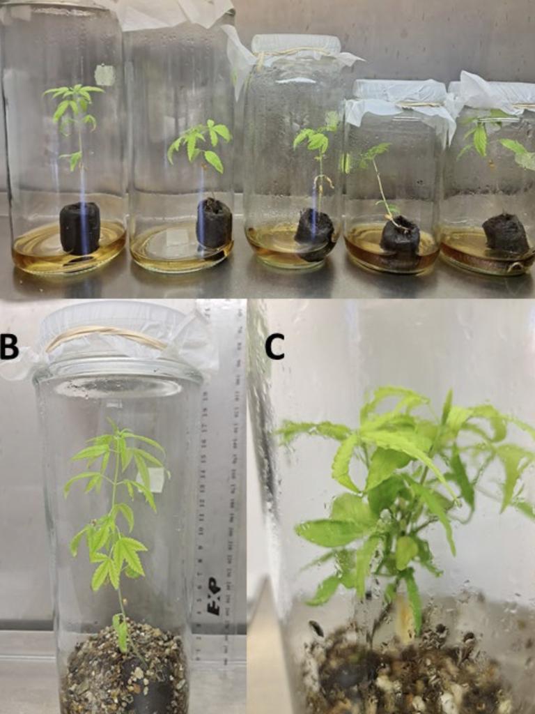 An example of the plants Asterion Cannabis will produce at its upcoming Toowoomba facility.