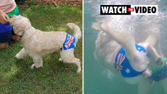 Noodle the Cavoodle shows off colourful pet cozzie