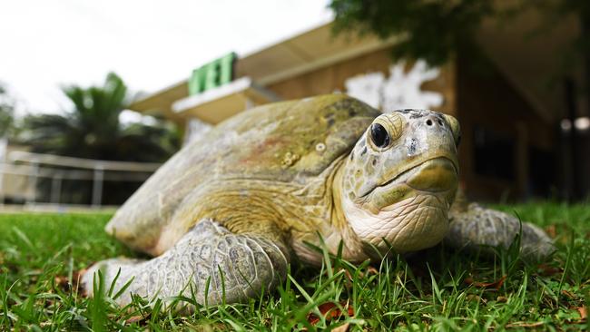 Rhea, the green sea turtle, has been receiving lifesaving treatment at the Ark Aid Animal Hospital. Picture: Che Chorley