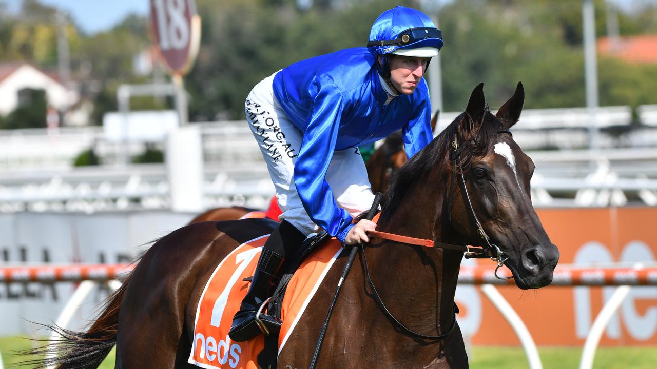 Avilius is seeking to defend his Tancred Stakes Group I crown at Rosehill on Saturday.