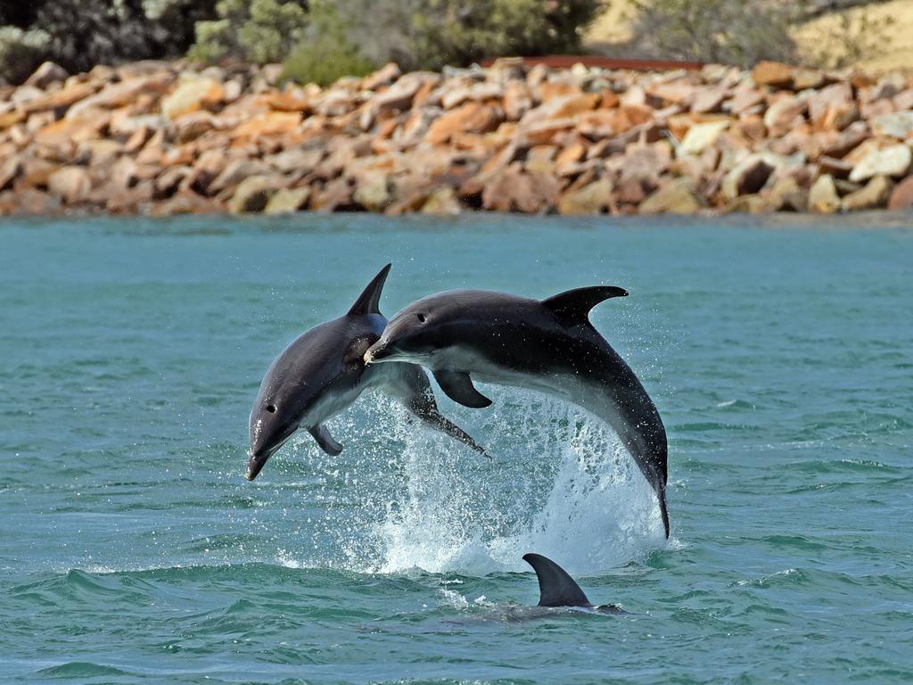 Endangered Burrunan dolphins on the Gippsland Lakes. Picture: Peter Murrell