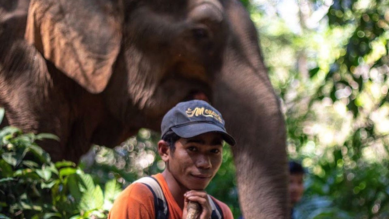 Elephant carers are on a skeleton staff, using absolute minimum number of people they need to cut costs. Picture: World Animal Protection