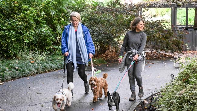 Million Paws Walk at Adelaide Botanic Gardens. Picture: Brenton Edwards
