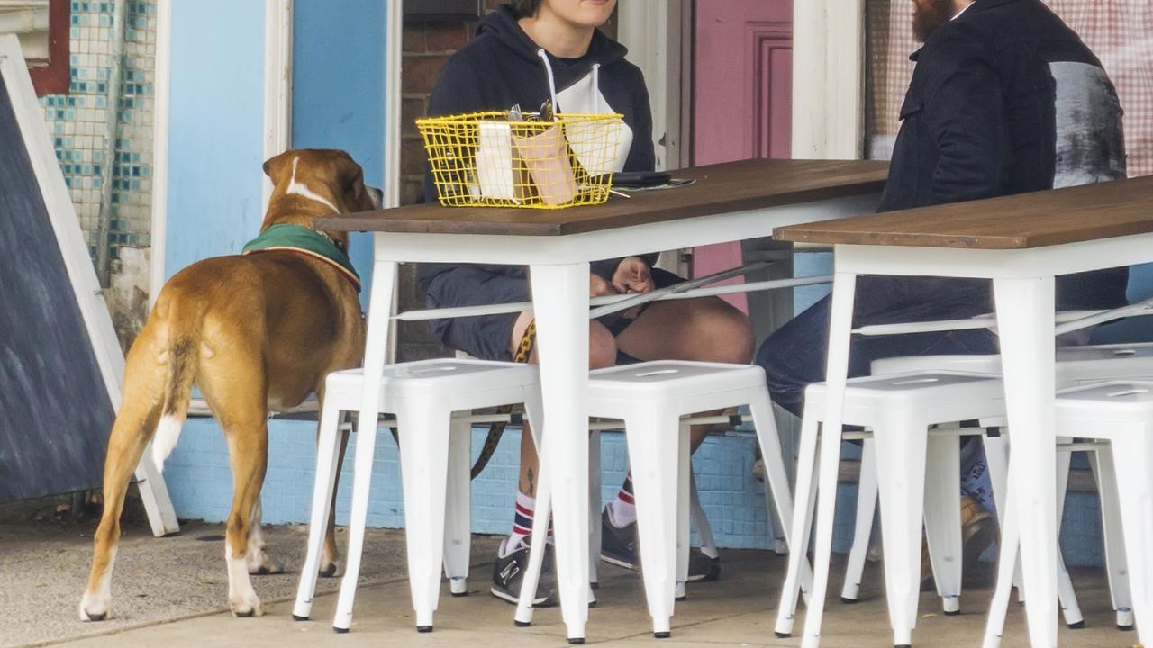 ‘Selfishness is out of control’: Dog in cafes debate erupts